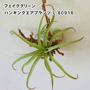 【POSHLIVING】ハンギングエアプランツ L 80916【グリーン フェイク オブジェ アーティフィシャルフラワー ブーケ リーフ お花 ギフト プレゼント 贈り物 記念日 父の日 母の日 敬老の日 クリスマス】