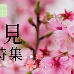 2025お花見特集